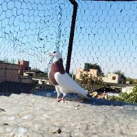 کبوتر طوقی 6تا باهم پاک معاوضه مرغ خروس بزغاله|حیوانات مزرعه|گنبد کاووس, |دیوار