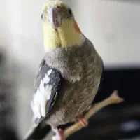 گمشده
