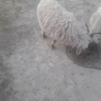 میش محلی با بره نر