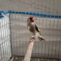 سهره دورگ داغسر