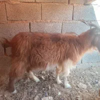 گوسفند بز|حیوانات مزرعه|کرمان, |دیوار