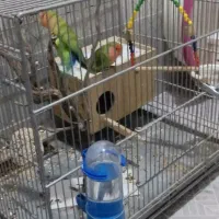 طوطی برزیلی|پرنده|دهگلان, |دیوار