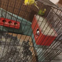 مرغ عشق ۲۱۰