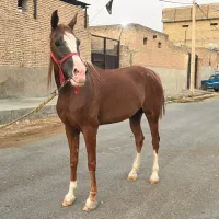 اسب