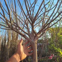 اقاقیا نهال و درخت|خدمات باغبانی و درختکاری|فلاورجان, |دیوار