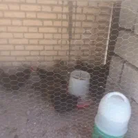 دوتک مرغ ۵ ماهه بومی قلم سبز شهر کردی