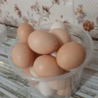 تخم مرغ نطفه دار برهما