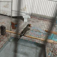 سهره