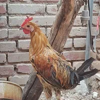 خروس جوان|حیوانات مزرعه|اهواز, بهارستان|دیوار