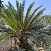 فروش گل سیکاس +۵متر