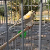 قناری موزاییکی|پرنده|اهواز, کیانشهر|دیوار