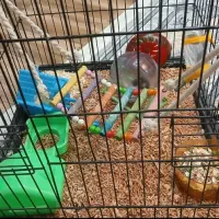 همستر مینیاتوری نر و ماده