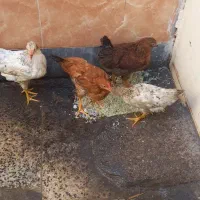 مرغ|حیوانات مزرعه|اهواز, حصیرآباد|دیوار