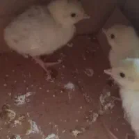 جوجه بوقلمون