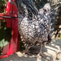 ویاندوت اورنج و بلورد
