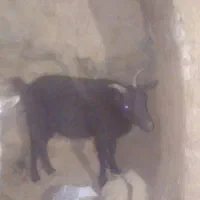 فروش بزغاله شکم اول