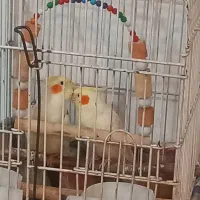 عروس هلندی مولد|پرنده|چهارباغ, |دیوار