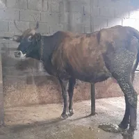 فروش یک عدد گاو شکمدار
