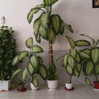 گل آپارتمانی