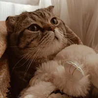 اسکاتیش فولد با تجهیزات کامل