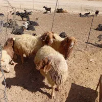 فروش ۳عدد ورن|حیوانات مزرعه|سیوان, |دیوار