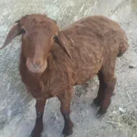 بره