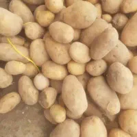 فروش سیب جلی