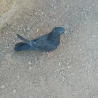 کبوتر اصفهانی