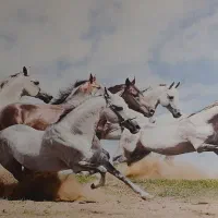 نصب کاغذ دیواری و نقاشی ساختمان|خدمات پیشه و مهارت|رودهن, |دیوار