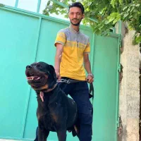 سگ روتوایلر حرفه ای آموزش دار|سگ|تهران, قیطریه|دیوار