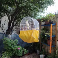 عروس هلندی ماده|پرنده|رشت, کوی مهر|دیوار