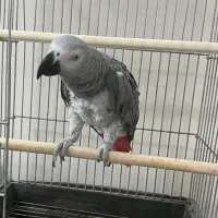 کاسکو|پرنده|تهران, نیروی هوایی (پیروزی)|دیوار