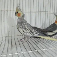 عروس هلندی