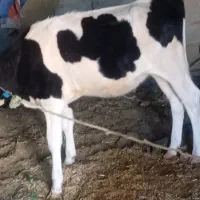 گاو خارجی با گوساله یک ساله برای فروش|حیوانات مزرعه|چمران, |دیوار