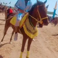 اسب مادیون بی داغ