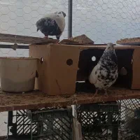 کبوتر اوچان