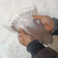 کبوتر دوعدد تهرانی بیز کاکیل ولوتی