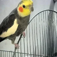 عروس هلندی گمشده،حاضرم بیشتره پولشم بدم مژده