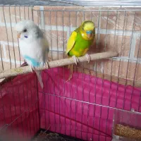 مرغ عشق خوش زنگ