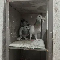 نرماده سبز کلاغ