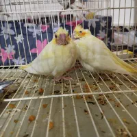 جوجه عروس هلندی