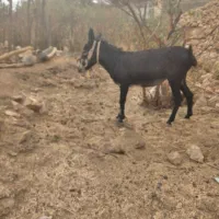 خر سالم