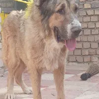 سلام خوبی