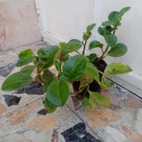 گل.|گل و گیاه طبیعی|رشت, تازه آباد|دیوار