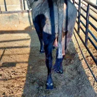 گوساله فروشی چاق