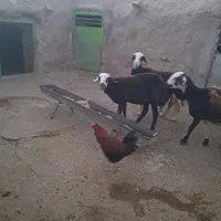 یک کاور بروجردی در تربت جام توفقی