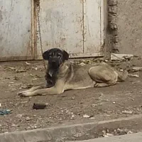 یک عددسگ ماده سرابی اصل