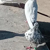 ماده سوسکی گم شده|پرنده|اشترینان, |دیوار