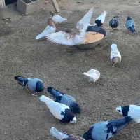 کبوتر کله ای