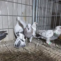 چند تاکفتر فروشی|پرنده|فریمان, |دیوار